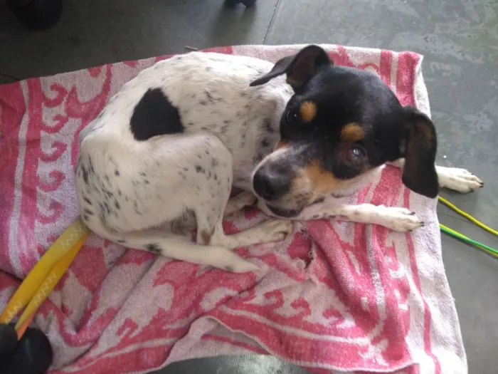 Cachorro ra a Fox Terrier idade 2 anos nome Valente