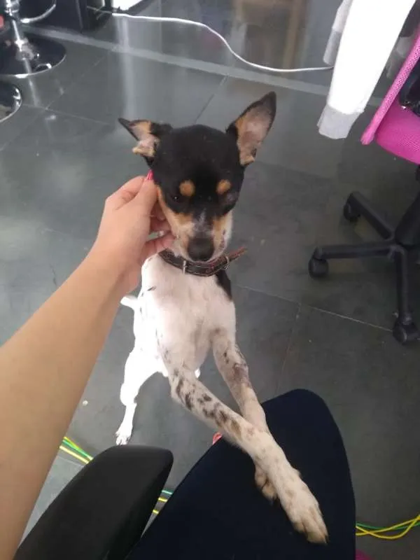 Cachorro ra a Fox Terrier idade 2 anos nome Valente