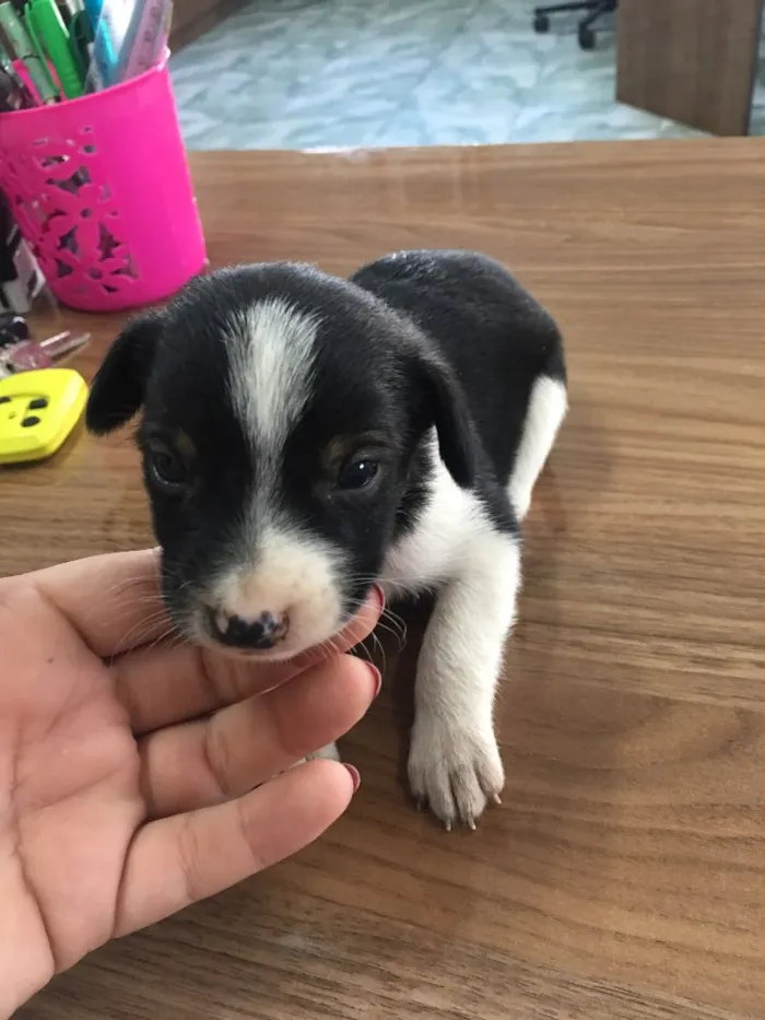 Cachorro ra a vira latinha idade Abaixo de 2 meses nome bebês