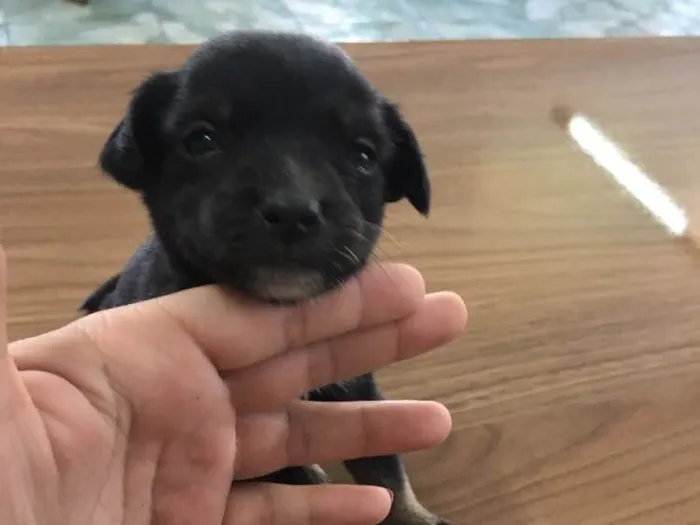 Cachorro ra a vira latinha idade Abaixo de 2 meses nome bebês