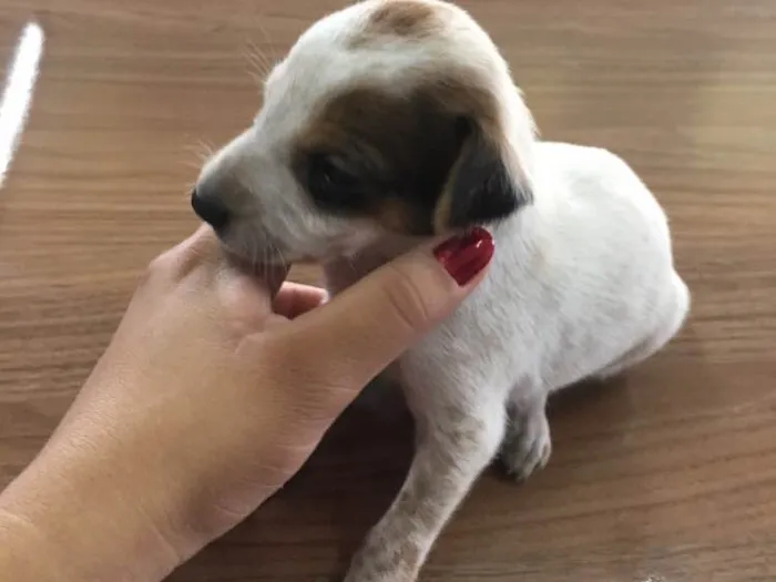 Cachorro ra a vira latinha idade Abaixo de 2 meses nome bebês