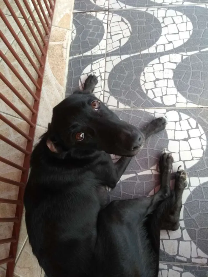 Cachorro ra a Não sei dizer idade Abaixo de 2 meses nome Pequeninos
