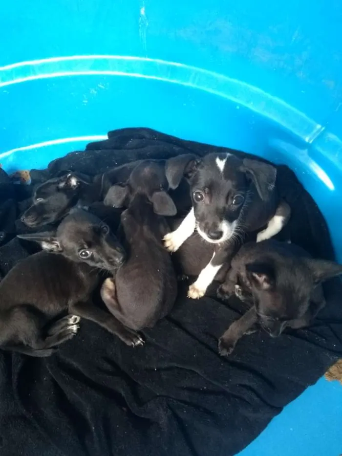 Cachorro ra a Não sei dizer idade Abaixo de 2 meses nome Pequeninos