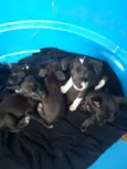 Pequeninos