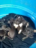 Pequeninos