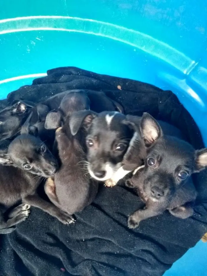 Cachorro ra a Não sei dizer idade Abaixo de 2 meses nome Pequeninos