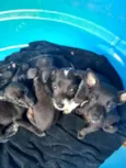 Pequeninos