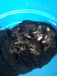 Pequeninos