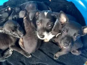 Cachorro raça Não sei dizer idade Abaixo de 2 meses nome Pequeninos