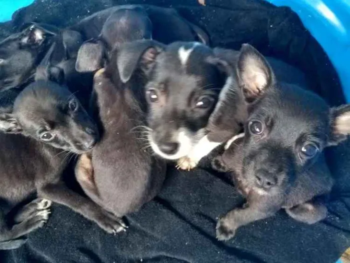 Cachorro ra a Não sei dizer idade Abaixo de 2 meses nome Pequeninos