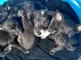 Pequeninos