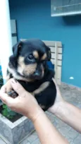 Toco