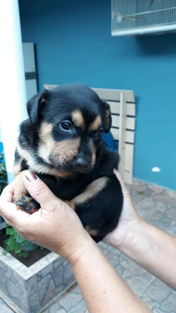 Cachorro ra a Labrador idade Abaixo de 2 meses nome Toco