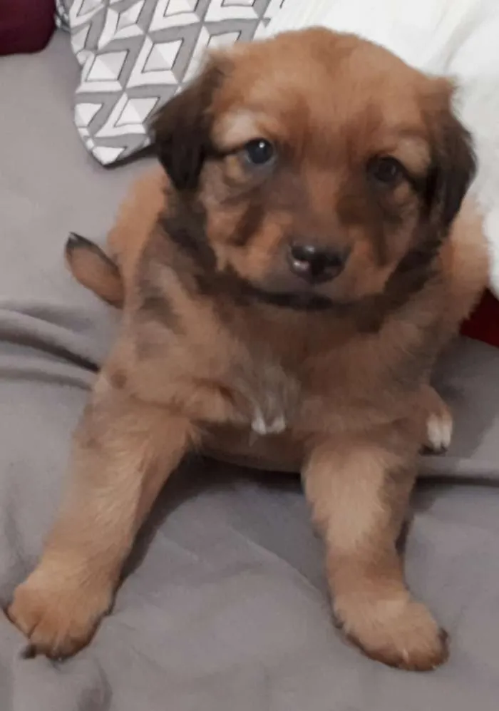 Cachorro ra a Vira lata idade 2 a 6 meses nome Não tem