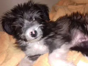 Cachorro raça não sei idade 2 a 6 meses nome Sem nome