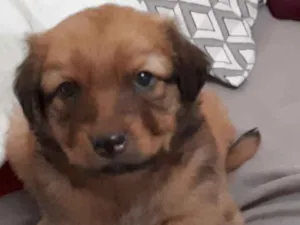 Cachorro raça Vira lata idade 2 a 6 meses nome Não tem