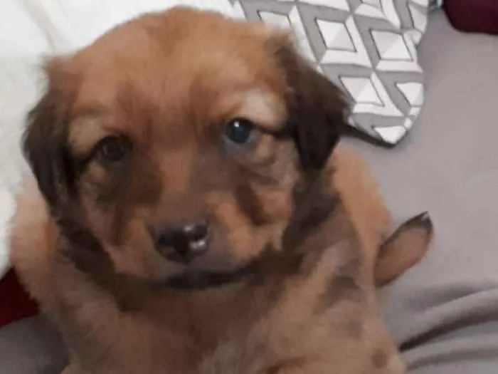 Cachorro ra a Vira lata idade 2 a 6 meses nome Não tem