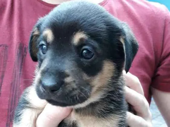 Cachorro ra a Labrador idade Abaixo de 2 meses nome Toco