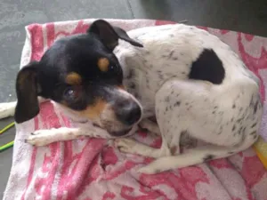 Cachorro raça Fox Terrier idade 2 anos nome Valente