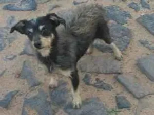 Cachorro raça SRD idade 3 anos nome Chewbacca