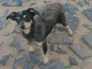 Cachorro ra a SRD idade 3 anos nome Chewbacca