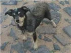 Cachorro raça SRD idade 3 anos nome Chewbacca