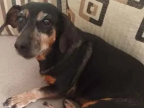 Cachorro ra a Basset idade 6 ou mais anos nome Pretinha