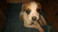 Lola