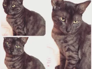 Gato raça SRD idade 5 anos nome Mãezinha 