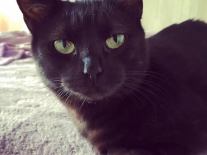 Gato ra a SRD idade 5 anos nome Nekinha