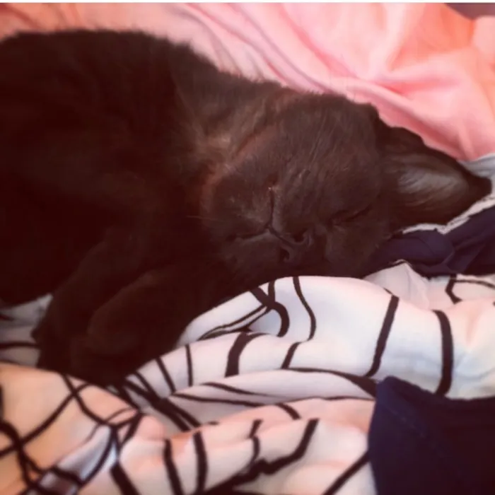 Gato ra a SRD idade 5 anos nome Nekinha