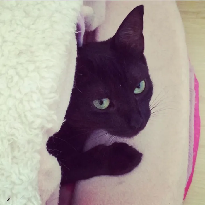 Gato ra a SRD idade 5 anos nome Nekinha