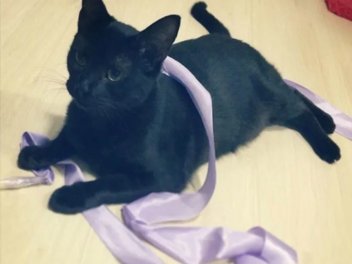 Gato ra a SRD idade 5 anos nome Nekinha