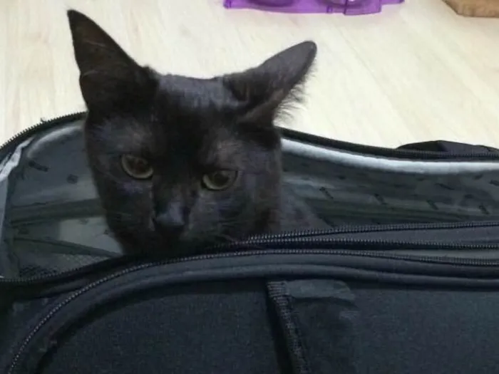 Gato ra a SRD idade 5 anos nome Nekinha