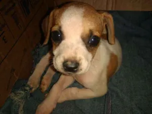 Cachorro raça Vira-lata idade 2 a 6 meses nome Lola