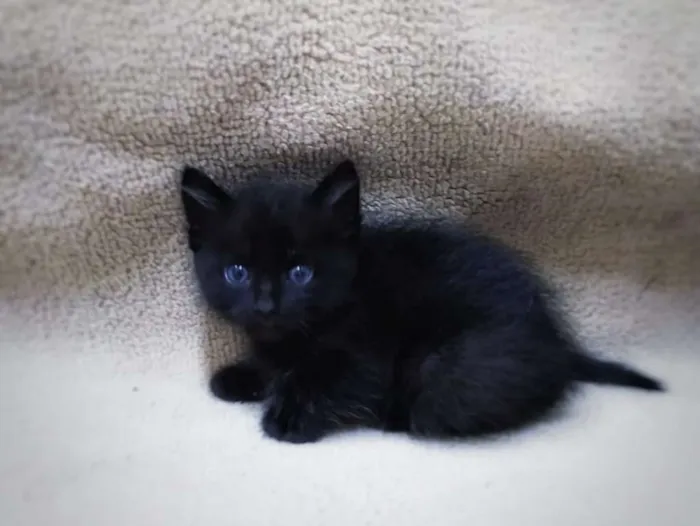 Gato ra a Preto idade 2 a 6 meses nome Sem nome ainda