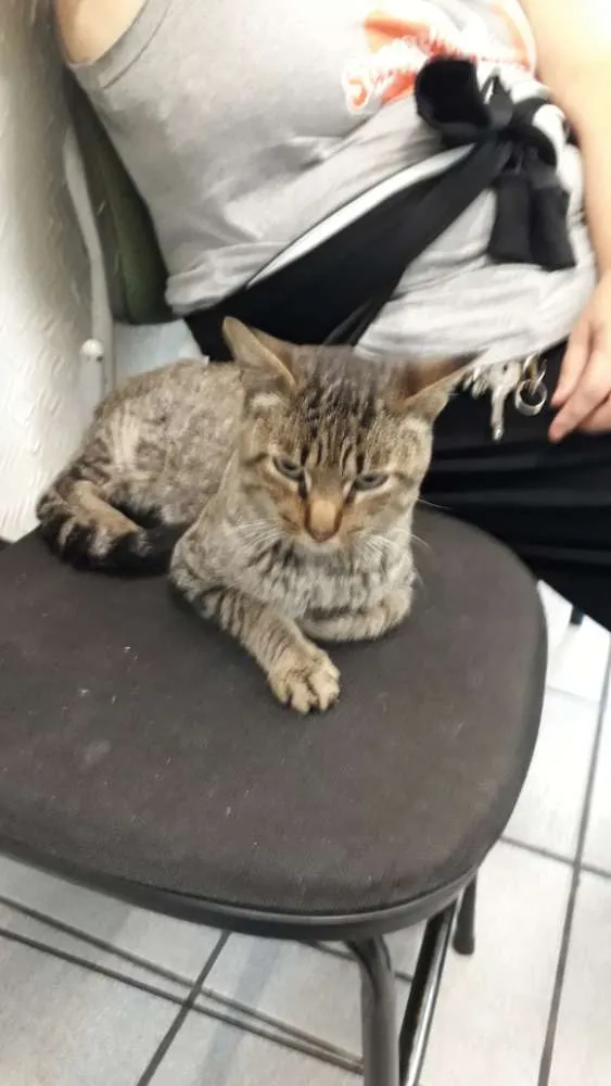 Gato ra a Sem raça definida idade 1 ano nome GATO