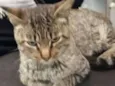 GATO