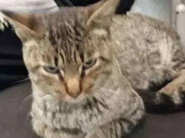 Gato ra a Sem raça definida idade 1 ano nome GATO