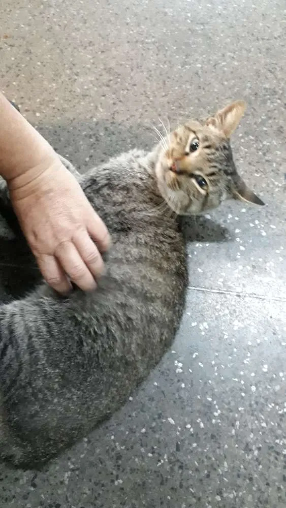 Gato ra a Sem raça definida idade 1 ano nome GATO