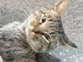 Gato ra a Sem raça definida idade 1 ano nome GATO