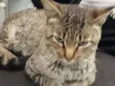 GATO