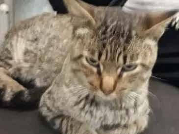 Gato ra a Sem raça definida idade 1 ano nome GATO