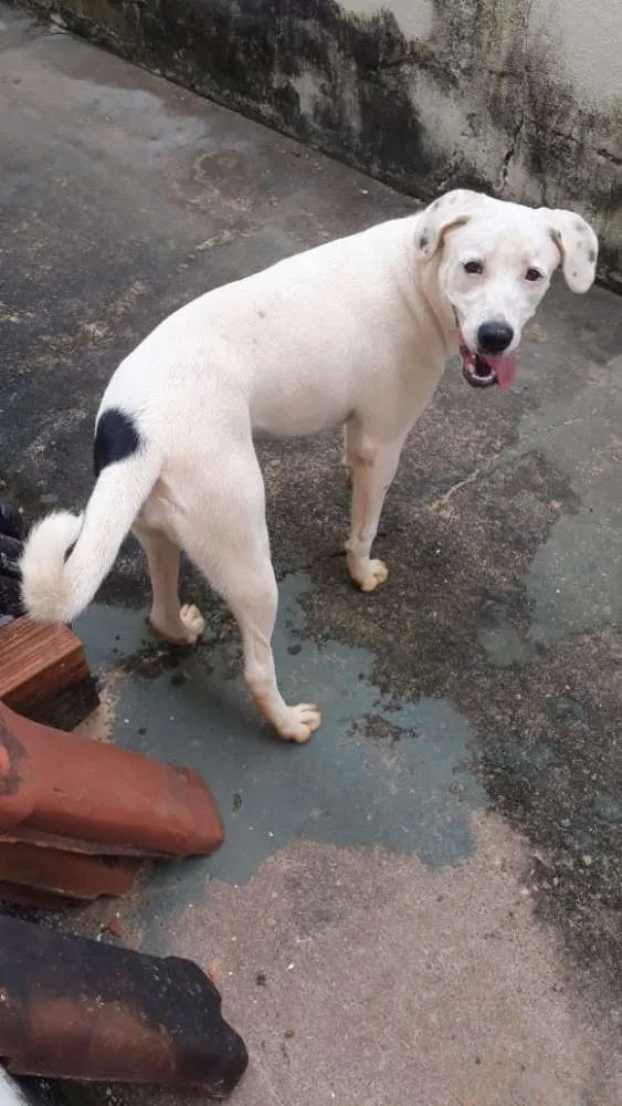 Cachorro ra a Parece labrador idade 2 a 6 meses nome Branquinha