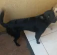 Lupy