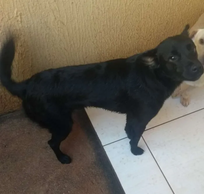 Cachorro raça Desconheço idade 2 anos nome Lupy