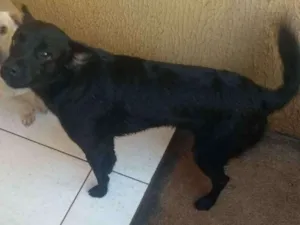 Cachorro raça Desconheço idade 2 anos nome Lupy