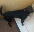 Lupy