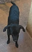Lupy