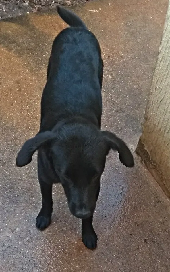 Cachorro raça Desconheço idade 2 anos nome Lupy